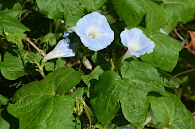 APII jpeg image of Ipomoea nil  © contact APII