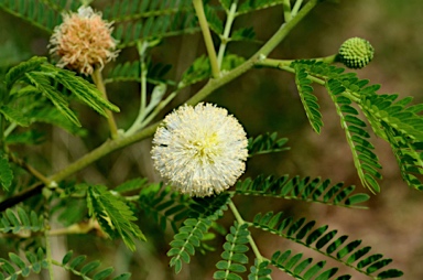 APII jpeg image of Leucaena leucocephala  © contact APII