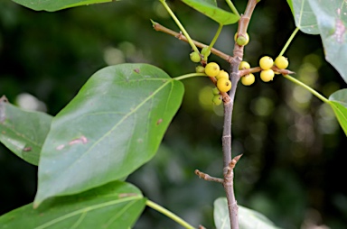 APII jpeg image of Ficus saxophila subsp. saxophila  © contact APII