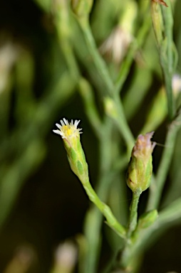 APII jpeg image of Symphyotrichum subulatum  © contact APII