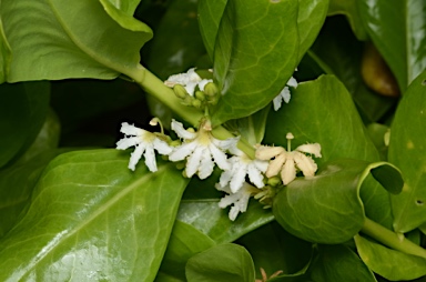 APII jpeg image of Scaevola taccada  © contact APII