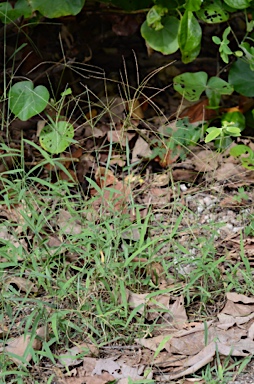 APII jpeg image of Digitaria setigera  © contact APII