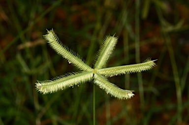 APII jpeg image of Dactyloctenium aegyptium  © contact APII