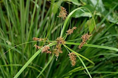 APII jpeg image of Cyperus javanicus  © contact APII