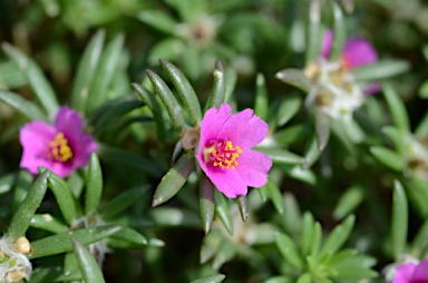 APII jpeg image of Portulaca pilosa  © contact APII