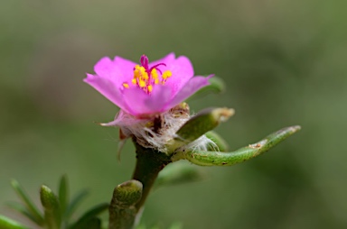 APII jpeg image of Portulaca pilosa  © contact APII