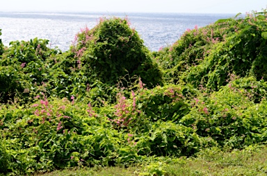 APII jpeg image of Antigonon leptopus  © contact APII