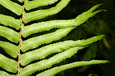 APII jpeg image of Nephrolepis multiflora  © contact APII