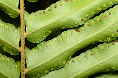 APII jpeg image of Nephrolepis multiflora  © contact APII