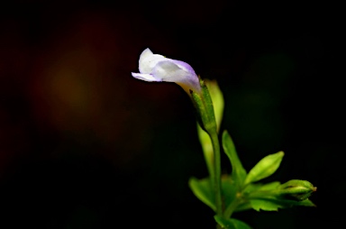 APII jpeg image of Torenia crustacea  © contact APII