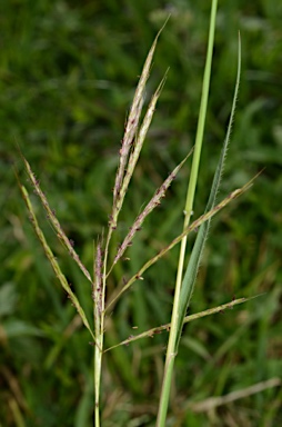 APII jpeg image of Bothriochloa bladhii  © contact APII