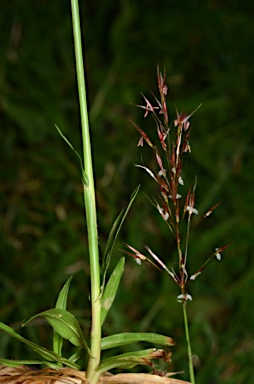 APII jpeg image of Chrysopogon aciculatus  © contact APII