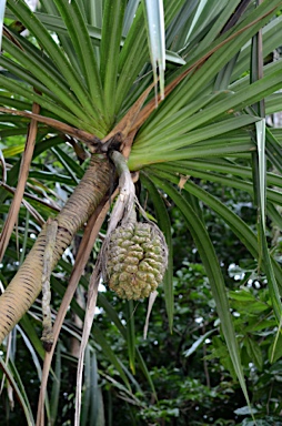 APII jpeg image of Pandanus elatus  © contact APII