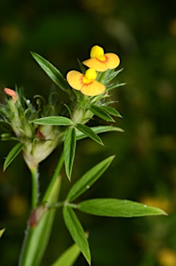 APII jpeg image of Stylosanthes humilis  © contact APII