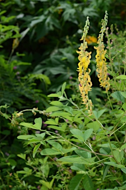 APII jpeg image of Crotalaria pallida var. obovata  © contact APII