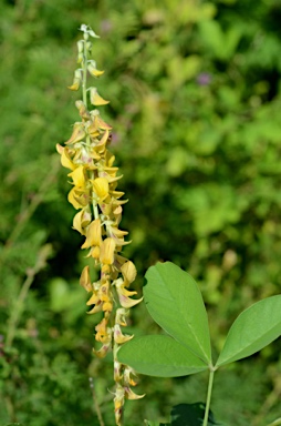 APII jpeg image of Crotalaria pallida var. obovata  © contact APII