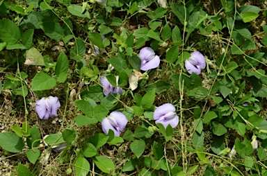 APII jpeg image of Clitoria ternatea  © contact APII