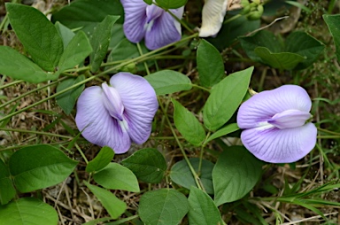 APII jpeg image of Clitoria ternatea  © contact APII