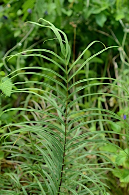 APII jpeg image of Pteris vittata  © contact APII