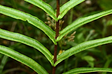 APII jpeg image of Pteris vittata  © contact APII