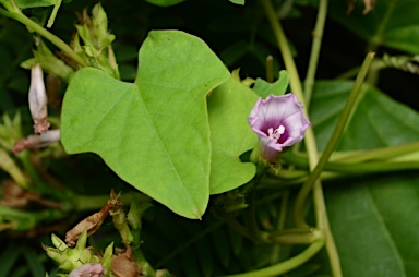 APII jpeg image of Ipomoea triloba  © contact APII