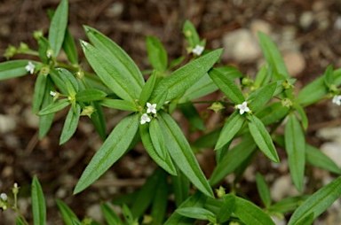 APII jpeg image of Oldenlandia corymbosa var. corymbosa  © contact APII