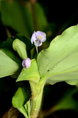 APII jpeg image of Commelina benghalensis  © contact APII