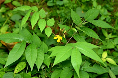 APII jpeg image of Senna occidentalis  © contact APII