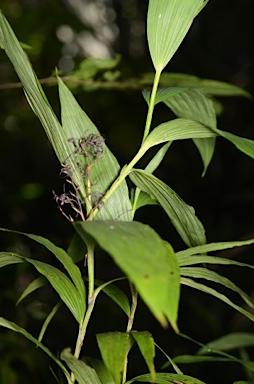 APII jpeg image of Corymborkis veratrifolia  © contact APII