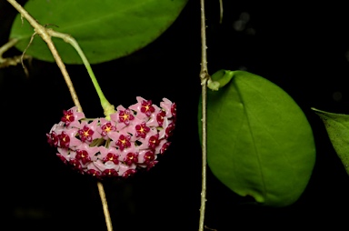 APII jpeg image of Hoya aldrichii  © contact APII