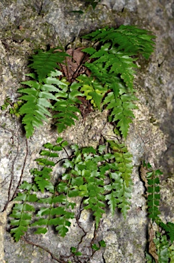 APII jpeg image of Asplenium listeri  © contact APII