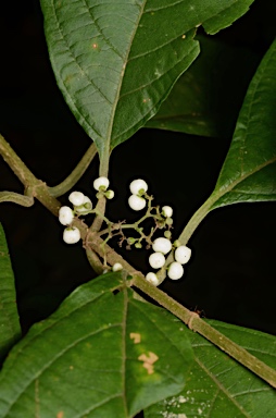 APII jpeg image of Callicarpa longifolia  © contact APII