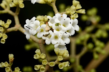 APII jpeg image of Callicarpa longifolia  © contact APII