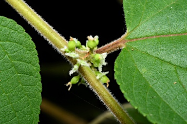 APII jpeg image of Trema tomentosa var. tomentosa  © contact APII