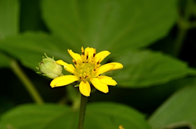 APII jpeg image of Wollastonia biflora  © contact APII