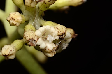 APII jpeg image of Pisonia umbellifera  © contact APII