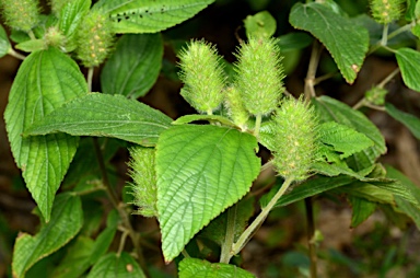 APII jpeg image of Malvastrum coromandelianum  © contact APII