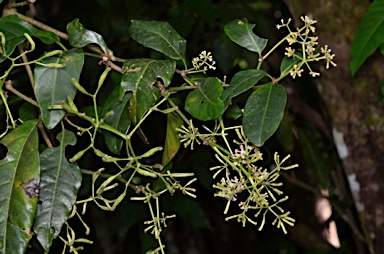 APII jpeg image of Pisonia umbellifera  © contact APII