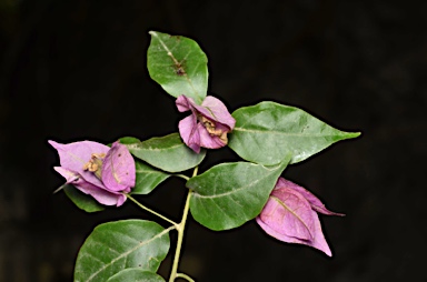 APII jpeg image of Bougainvillea glabra  © contact APII