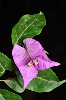 APII jpeg image of Bougainvillea glabra  © contact APII