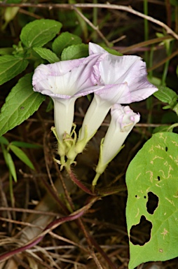 APII jpeg image of Ipomoea  © contact APII