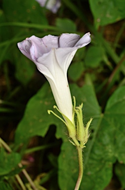 APII jpeg image of Ipomoea nil  © contact APII