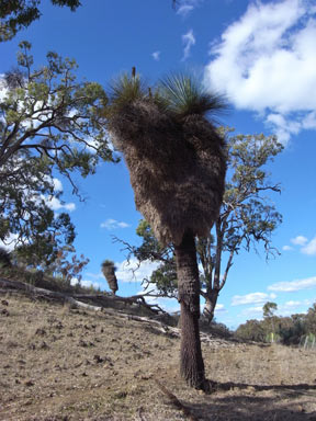 APII jpeg image of Xanthorrhoea glauca subsp. glauca  © contact APII