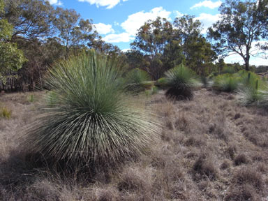 APII jpeg image of Xanthorrhoea glauca subsp. glauca  © contact APII