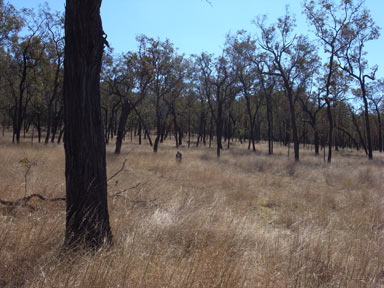 APII jpeg image of Eucalyptus melanophloia  © contact APII