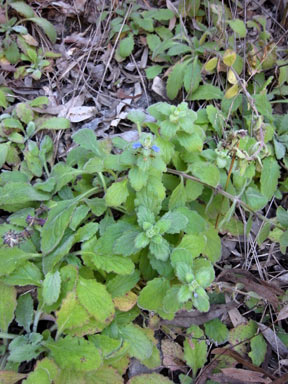 APII jpeg image of Ajuga australis  © contact APII