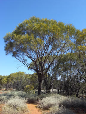 APII jpeg image of Acacia shirleyi  © contact APII