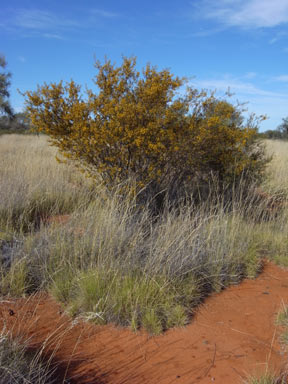 APII jpeg image of Acacia maitlandii  © contact APII