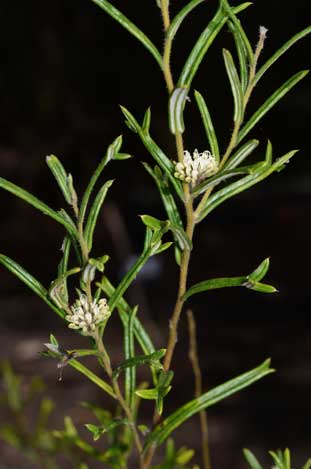 APII jpeg image of Grevillea marriottii  © contact APII