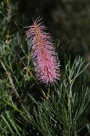 APII jpeg image of Grevillea petrophiloides  © contact APII